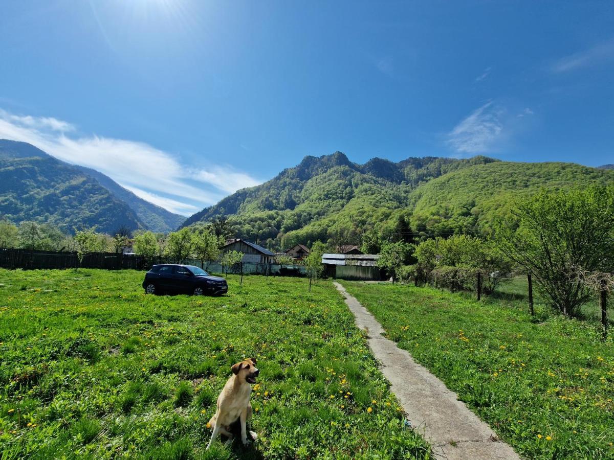 Green Nest Brezoi Exterior foto